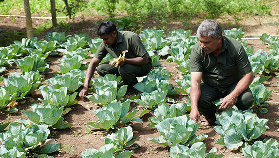 Gardeners at organic vegetable farm inside resort in Thekkady India